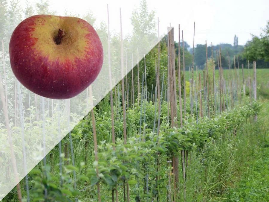 Calville d’Automne Vins Rouges Harmonieux Occasion