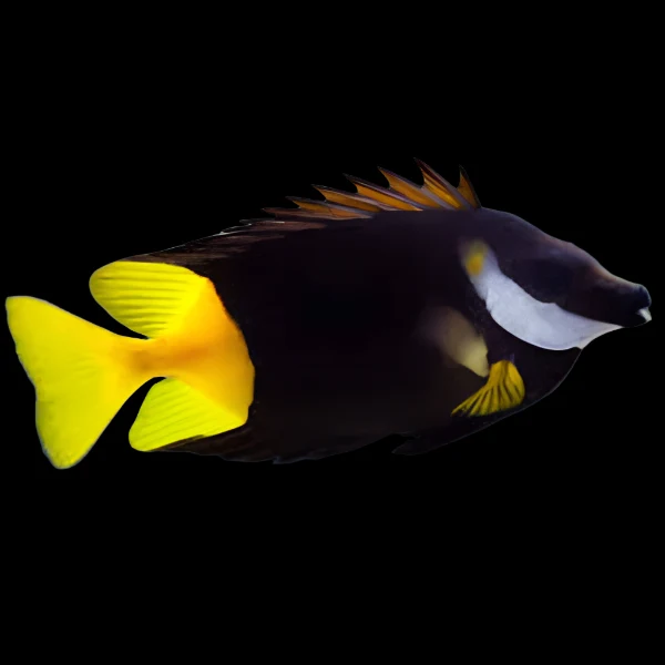 Siganus uspi (Fiji USPI Bicolor Foxface) - Saldi Straordinari – Offerte Speciali Disponibili Adesso
