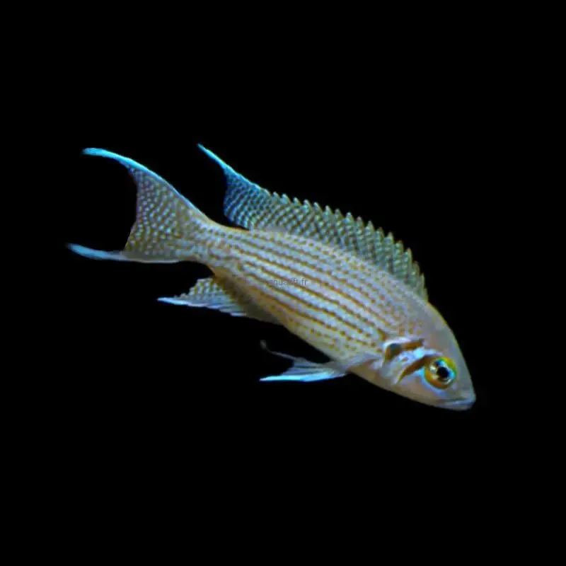 Neolamprologus cf. olivaceous Cape Tembwe F1 - ​Drones Professionnels & Grand Public | Boutique Française​ Canopla neoprene